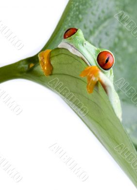 Red eye frog