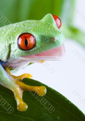 Red eye frog