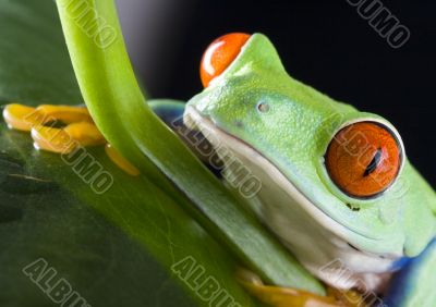 Red eye frog