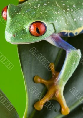 Red eye frog