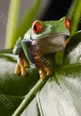 Red eyed tree frog