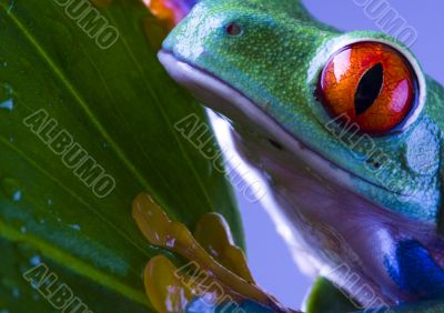 Red eyed tree frog