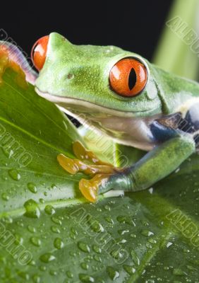 Red eyed tree frog