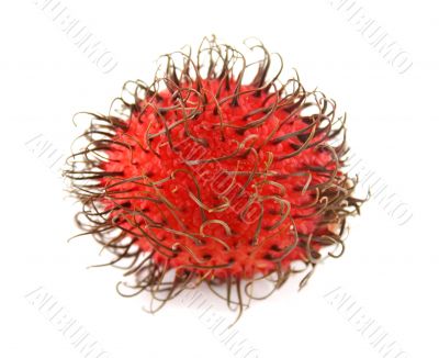 Rambutan