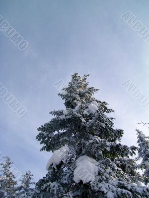 winter in mountains, woods