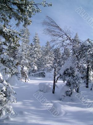 winter in mountains, woods