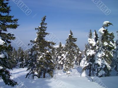 winter in mountains, woods