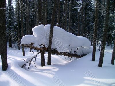 winter