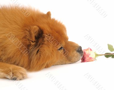 Chow-chow and rose