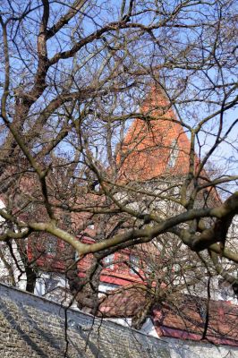 age-old tower hideing over the branch without leafs