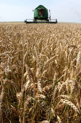 Machine harvesting