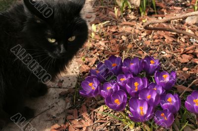 Crocuses