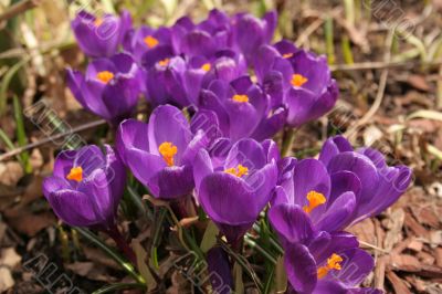 Crocuses