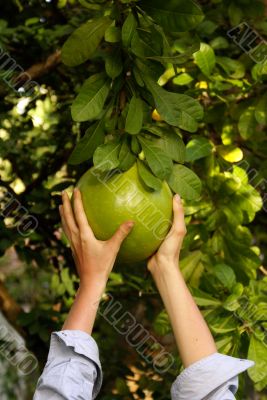 Pomelo and hands