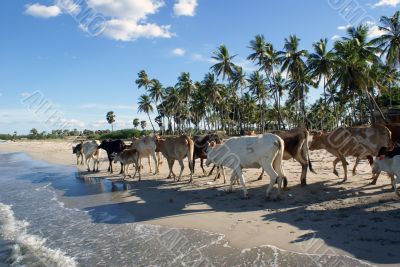 Cows on the beach