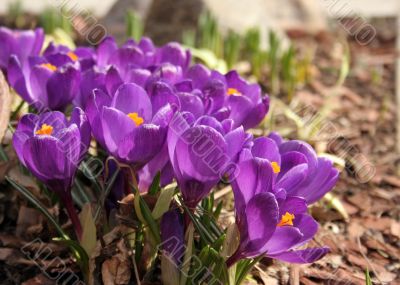 Crocuses