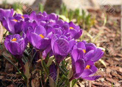 Crocuses