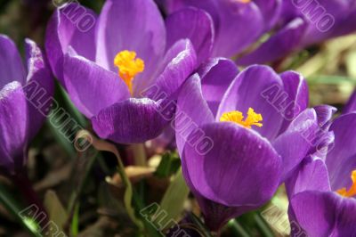 Crocuses