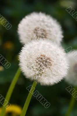 Two dandelions