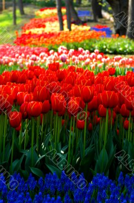 Colorfully tulip field