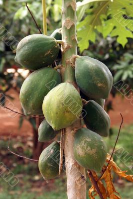 Papaya tree
