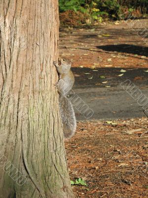 squirrel climbing a tree