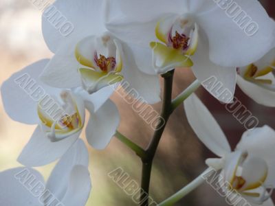 White Orchid