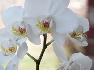 White Orchid