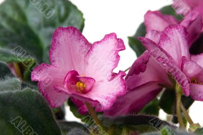 African violet. Saintpaulia.