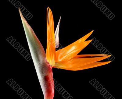 Strelitzia