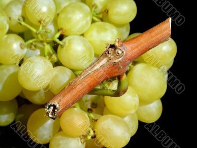 White grapes