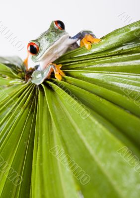 Red eyed leaf frog