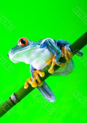 Red eyed leaf frog