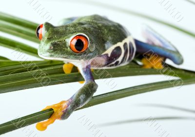 Red eyed leaf frog