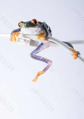 Crazy frog