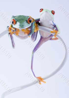 Crazy frog