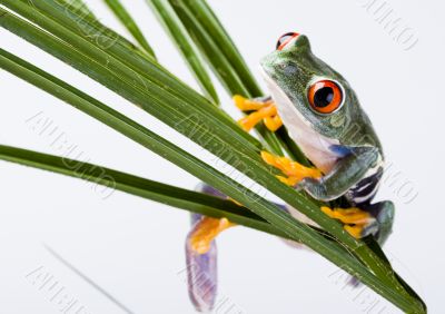 Red eyed leaf frog