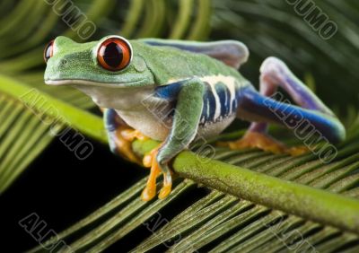 Red eyed leaf frog