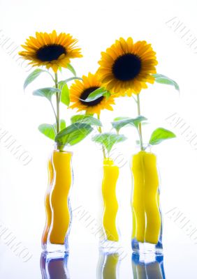 Colourful helianthus