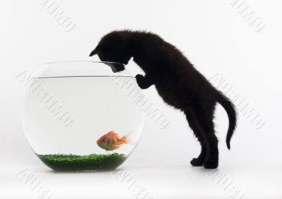 Cat & Gold fish