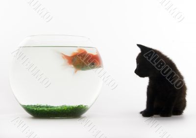 Black cat & Gold fish