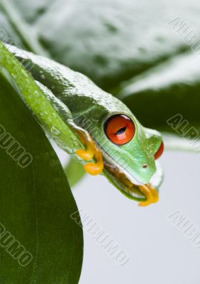 Red eyed leaf frog