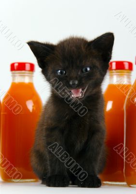 Cat & Orange drink