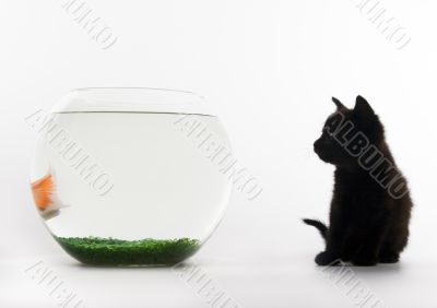 Black cat & Gold fish