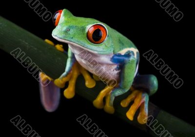 Red eyed frog
