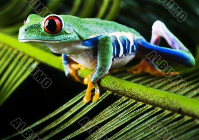 Red eyed leaf frog