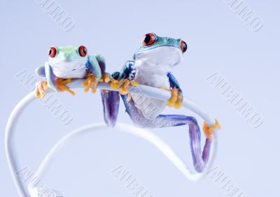 Red eyed frogs