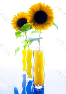 Summer flower