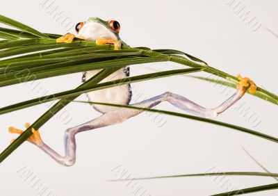 Red eyed leaf frog