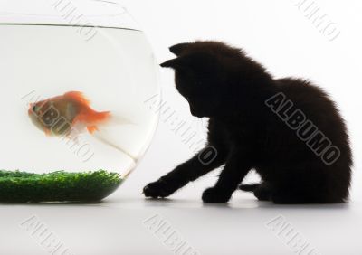 Black cat & Gold fish